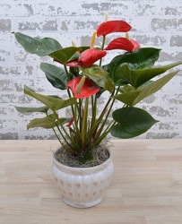Anthurium Plant from Beecher Florists, flower delivery in Beecher