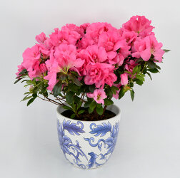 Azalea Plant from Beecher Florist, flower delivery in Beecher
