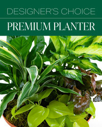 Designer's Choice Premium Planter from Beecher Florists, flower delivery in Beecher