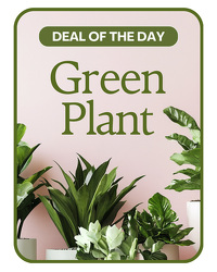 Green Plant Deal of the Day from Beecher Florist, flower delivery in Beecher