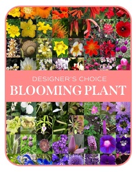 In-Season Blooming Plant from Beecher Florists, flower delivery in Beecher
