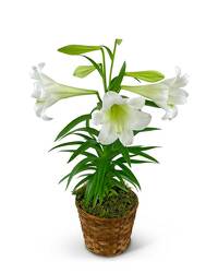 Easter Lily Plant in Basket from Beecher Florists, flower delivery in Beecher