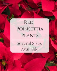 Poinsettia Plant from Beecher Florists, flower delivery in Beecher