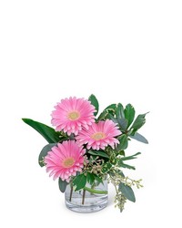 Gerbera Simplicity from Beecher Florists, flower delivery in Beecher