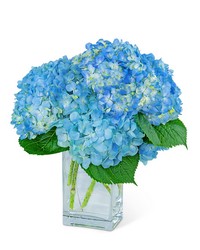 Hydrangeas In Blue from Beecher Florists, flower delivery in Beecher