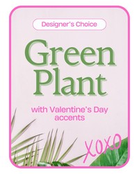 Designer's Choice Valentine's Day Green Plant  from Beecher Florist in Beecher, IL