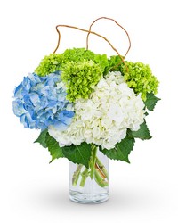Hydrangea Perfection from Beecher Florists, flower delivery in Beecher