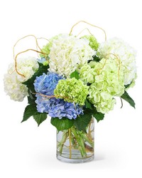 "Hello, Hydrangea!" from Beecher Florists, flower delivery in Beecher