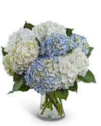 Lovely Lush Hydrangea from Beecher Florist, flower delivery in Beecher