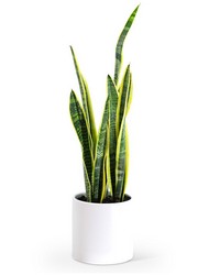 Sansevieria Plant from Beecher Florist, flower delivery in Beecher