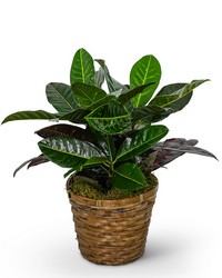 Croton Plant in Basket from Beecher Florists, flower delivery in Beecher