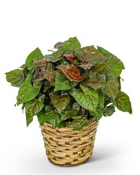 Arrowhead Plant in Basket from Beecher Florists, flower delivery in Beecher