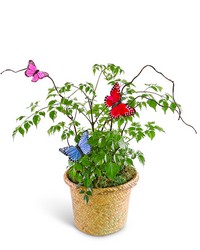 Butterfly China Doll Plant in Basket from Beecher Florist, flower delivery in Beecher