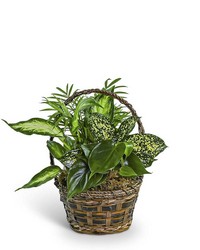 Tranquil Dish Garden in Basket from Beecher Florist, flower delivery in Beecher