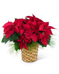 Red Poinsettia Basket from Beecher Florists, flower delivery in Beecher