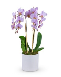 Phalaenopsis Orchid from Beecher Florists, flower delivery in Beecher