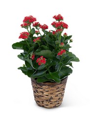 Red Kalanchoe Plant from Beecher Florists, flower delivery in Beecher