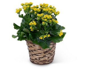 Yellow Kalanchoe Plant from Beecher Florists, flower delivery in Beecher