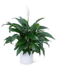 Peace Lily Plant from Beecher Florist, flower delivery in Beecher