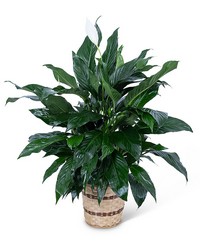 Medium Peace Lily Plant from Beecher Florists, flower delivery in Beecher
