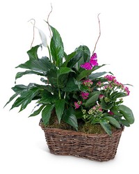 Harmony Basket with Butterflies from Beecher Florists, flower delivery in Beecher