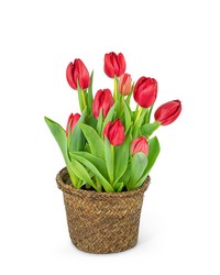 Potted Tulip Plant from Beecher Florists, flower delivery in Beecher
