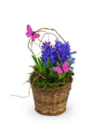 Hyacinth Plant in Basket from Beecher Florists, flower delivery in Beecher