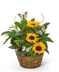 Dish Garden with Sunflowers and Butterflies from Beecher Florists, flower delivery in Beecher