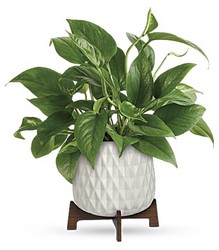 Lush Leaves Pothos Plant from Beecher Florists, flower delivery in Beecher